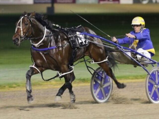 Champion juvenile was bred by leading NZ sportsmen  