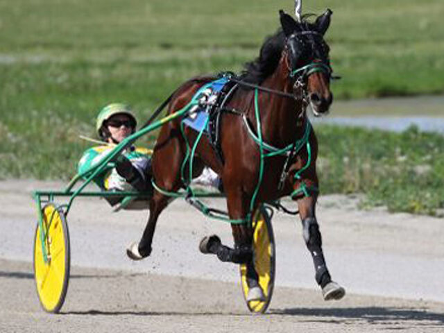 Shartin Wins US Horse of the Year