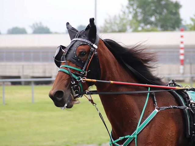Shartin retired, now set for broodmare paddock