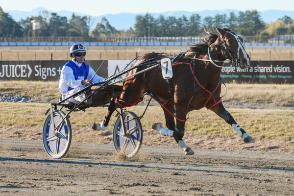 Shepards Delight winning at Ashburton, May 2024. Court is a big fan of the progeny of SKY MAJOR