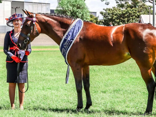 Equestrian Hub Magazine: Raising the Standardbred