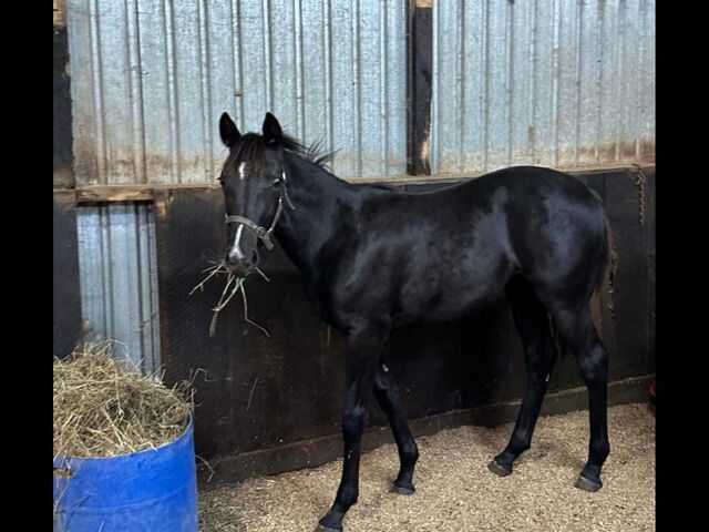 Smoken Ace is Derby material 