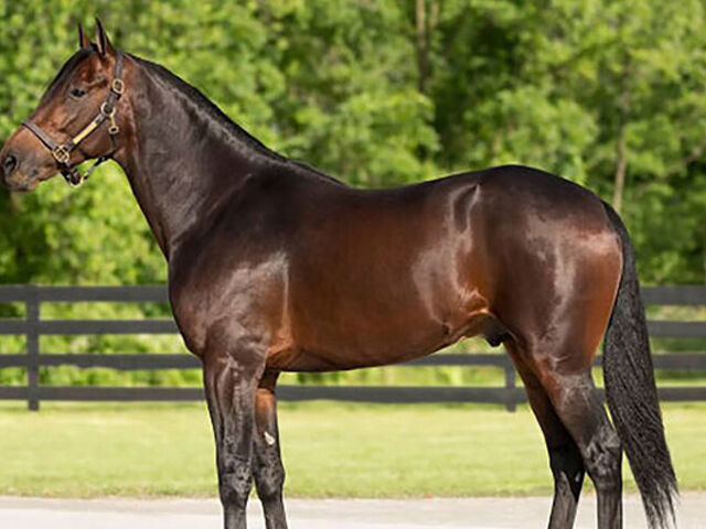 Statement on Stallion Book Limits