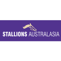 Stallions Australasia Stallions Australasia Logo