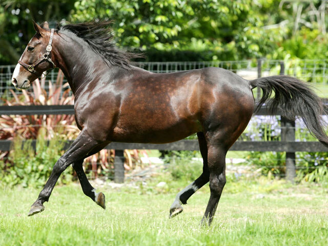 Woodlands Stud's Sweet Lou has success at Geraldine