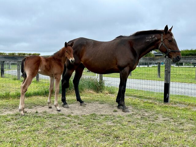 Winning double for top broodmare Tatijana Bromac 