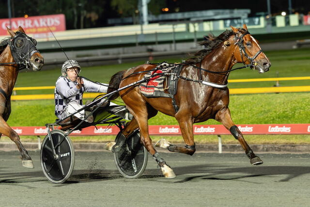 Kiwi trotter Taylad for success