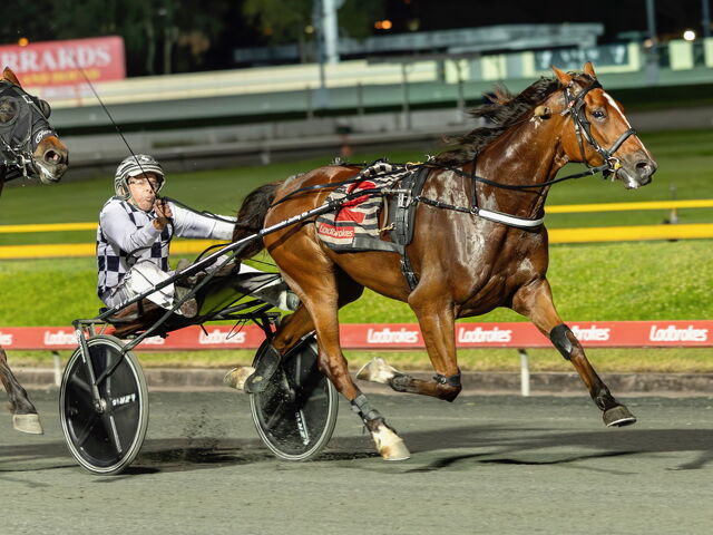 Kiwi trotter Taylad for success