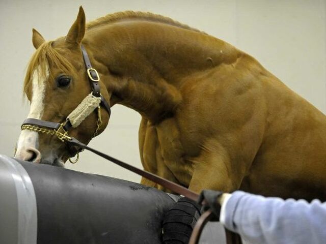 Stallion fertility under the microscope