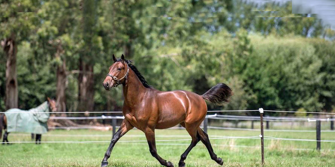 Bay horse trotting freely in a green paddock surrounded by trees and fencing