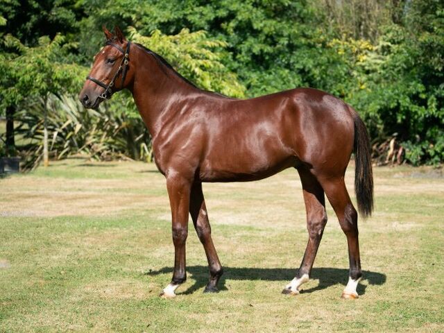 Breeder will be watching the NZ Cup from Thailand