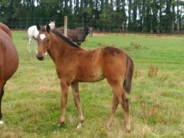 Sister Cherie is best horse ever bred by Pete Molloy