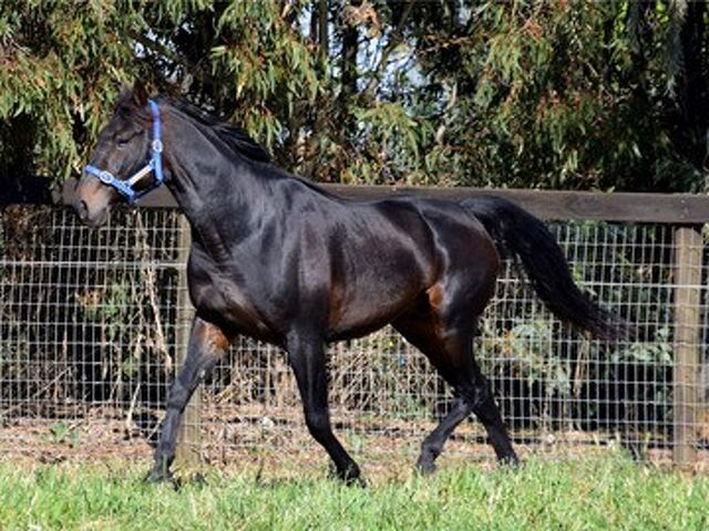 In The NZ Breeding Barn…….Stallion News