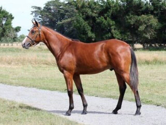 Gift mare leaves star Victorian trotter