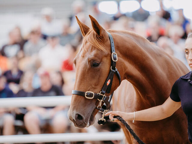 Record Smashed at Trotting Sale