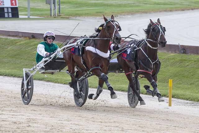 Cantabrian Breeder Lands Unique Double