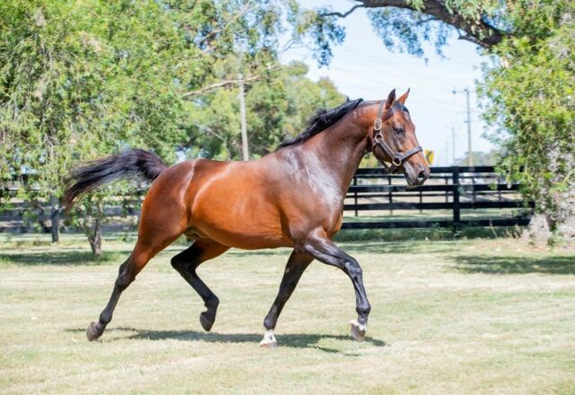 One Man’s Opinion: The ‘fickle nature’ of stallion popularity