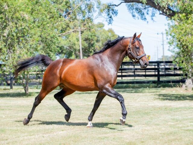 One Man’s Opinion: The ‘fickle nature’ of stallion popularity