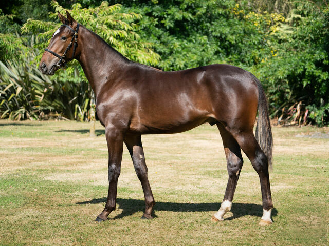 Bargain broodmare leaves Cup winner in WA