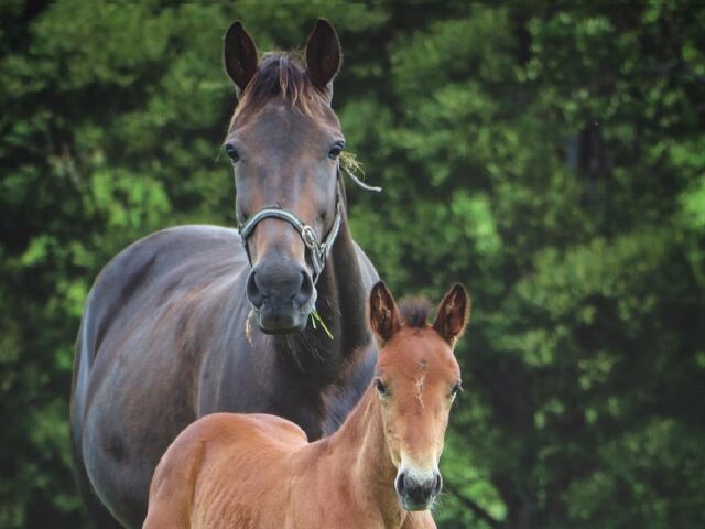 Woodlands World Champions Set to Sizzle in Spring