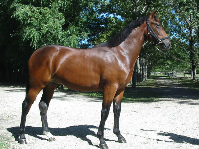 Cup winner from mare with crooked leg
