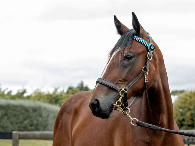 No Aussies no worries for yearling sales