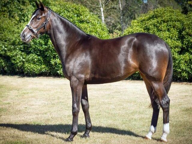 NZB Standardbred Canterbury Yearling Tour