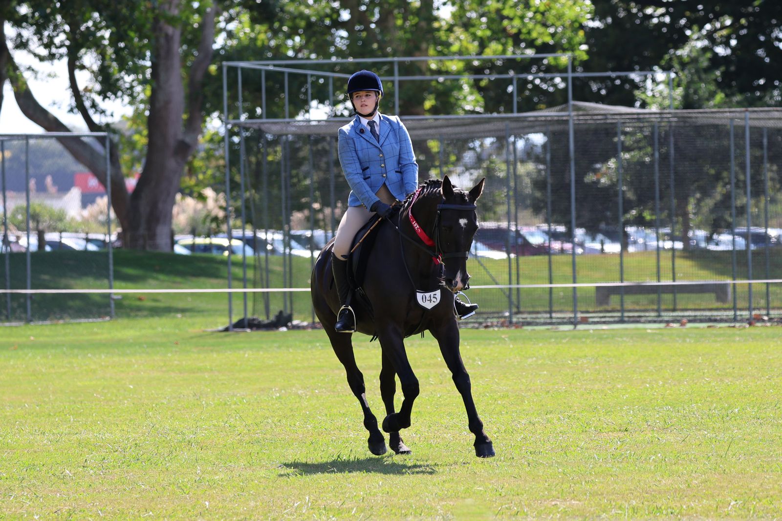 Standardbred showing