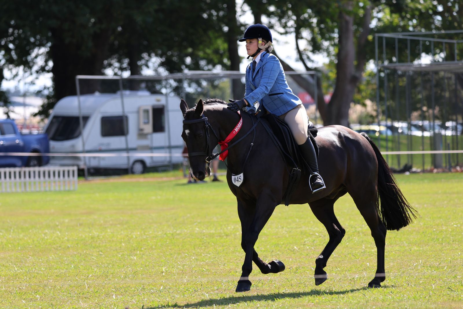 Standardbred showing