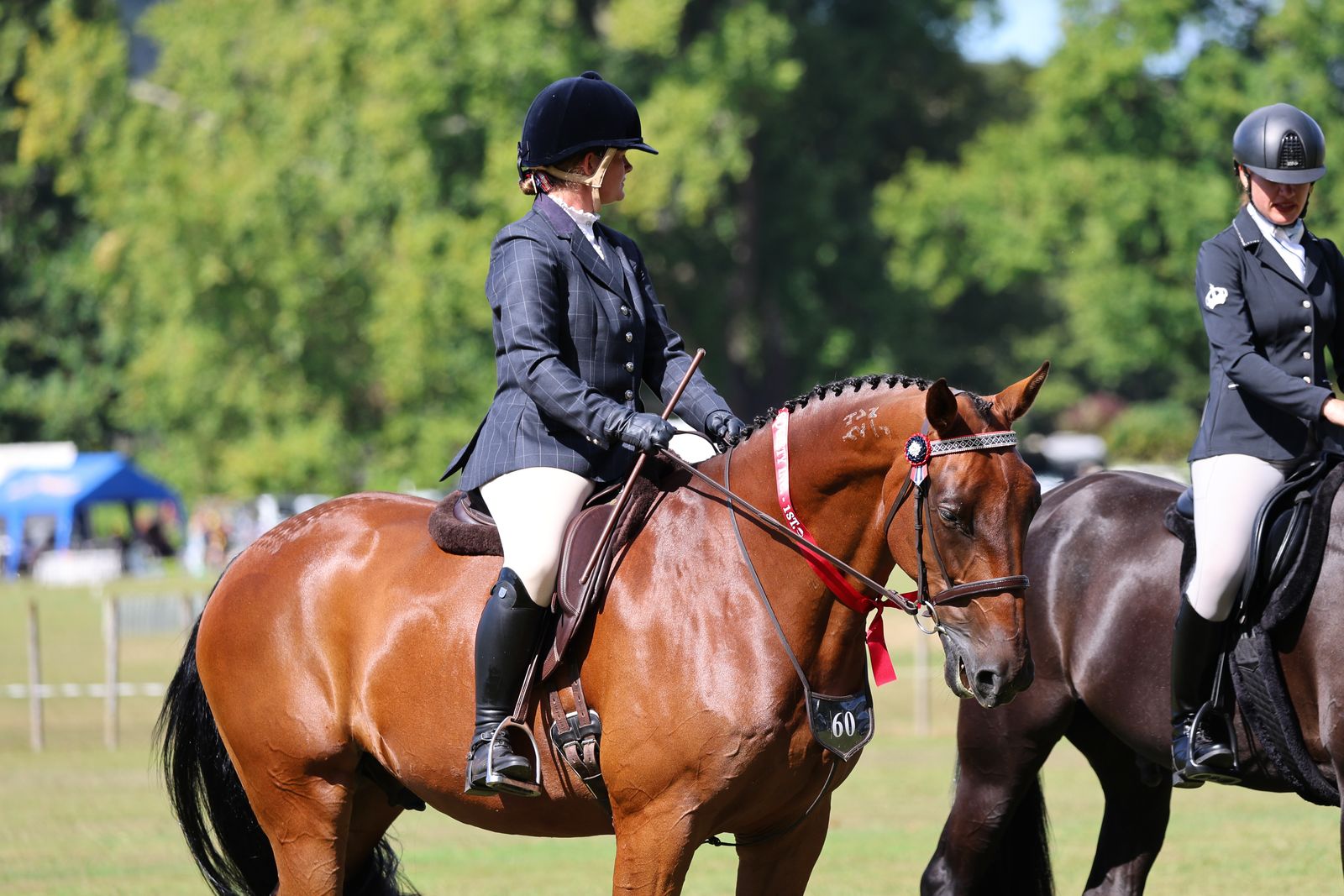 Standardbred showing