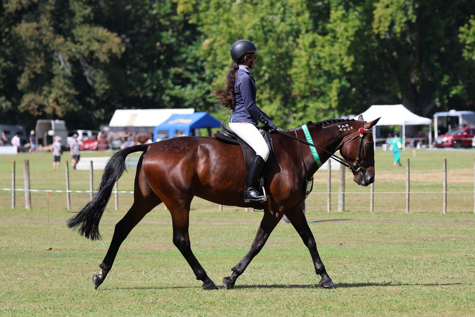 Standardbred showing
