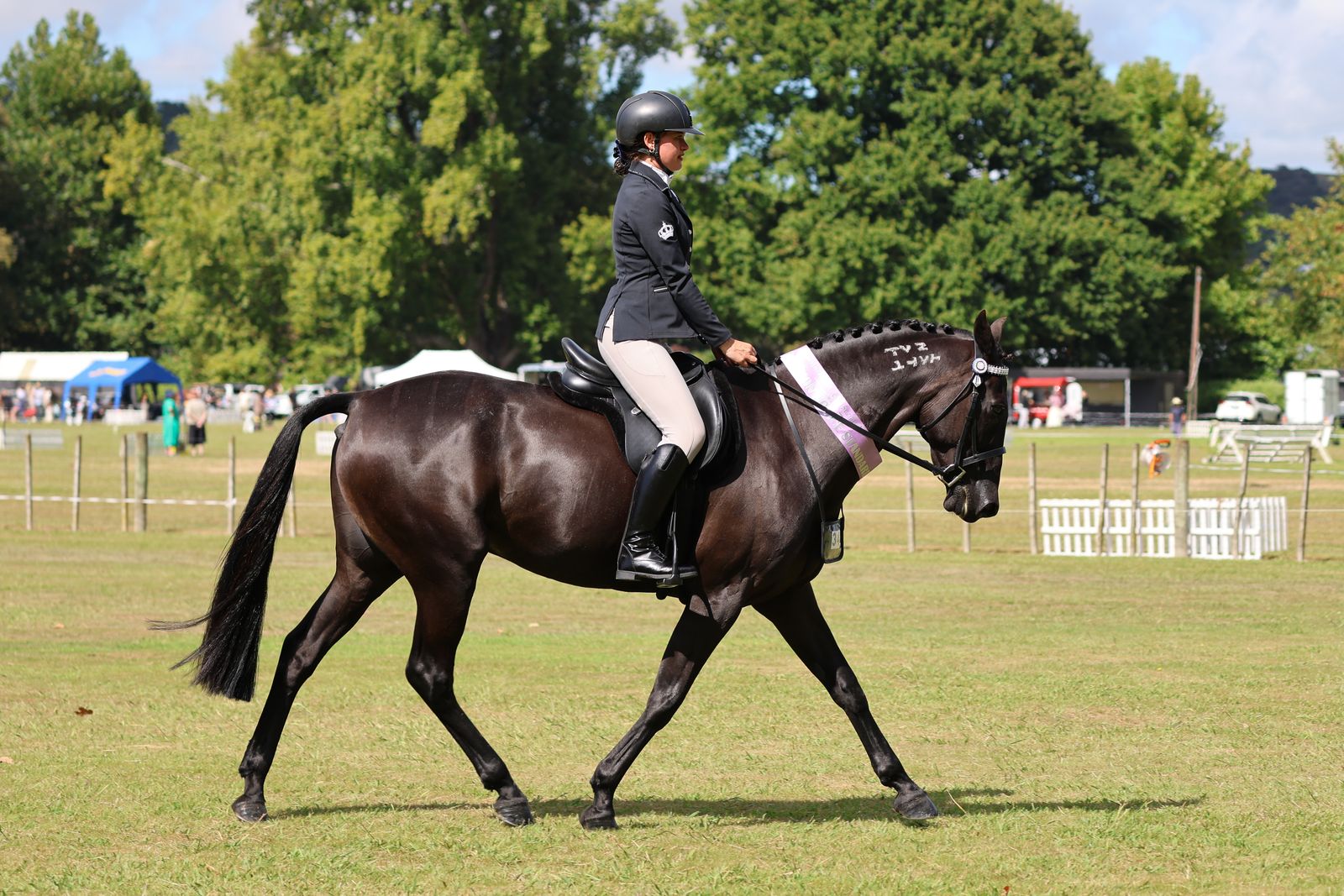 Standardbred showing