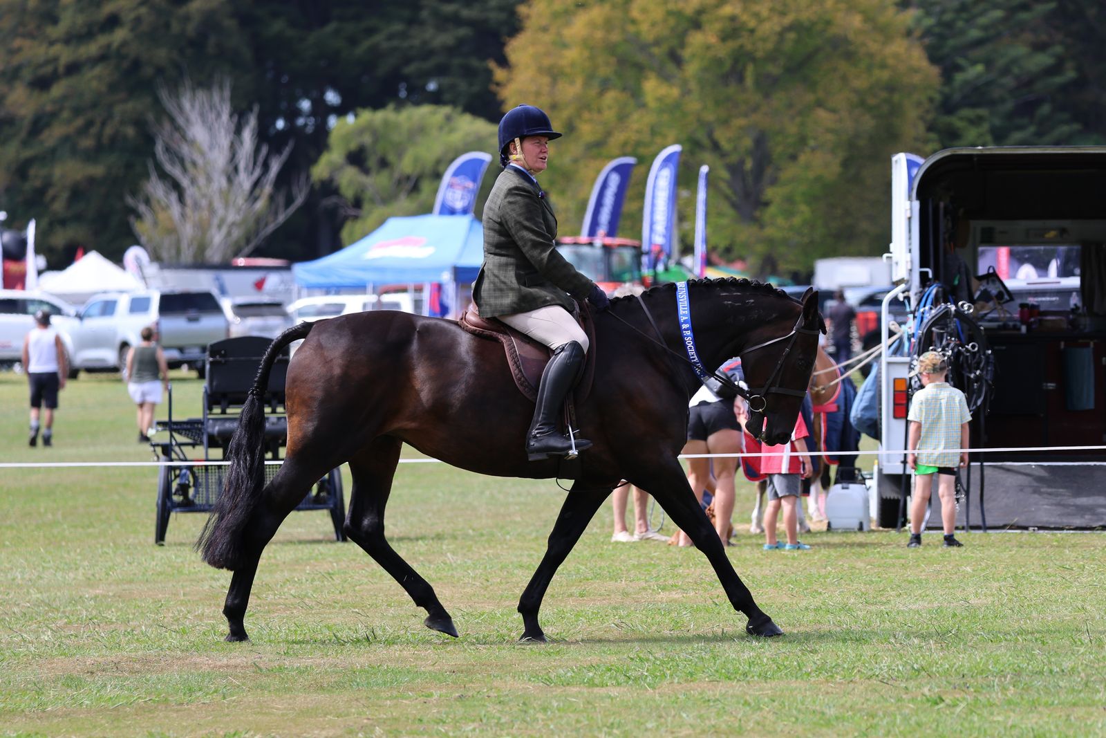 Standardbred showing