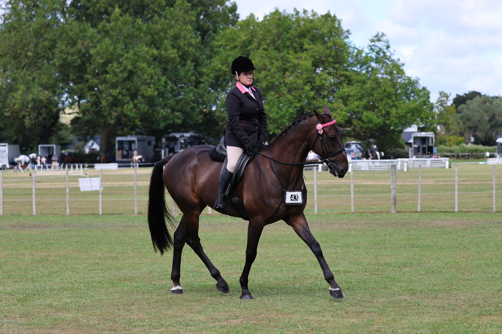 Standardbred showing