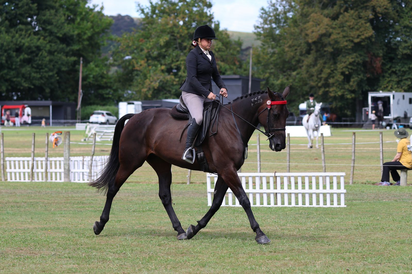 Standardbred showing