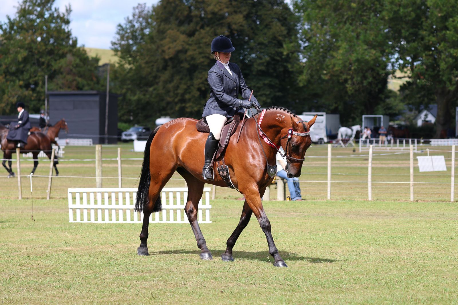 Standardbred showing