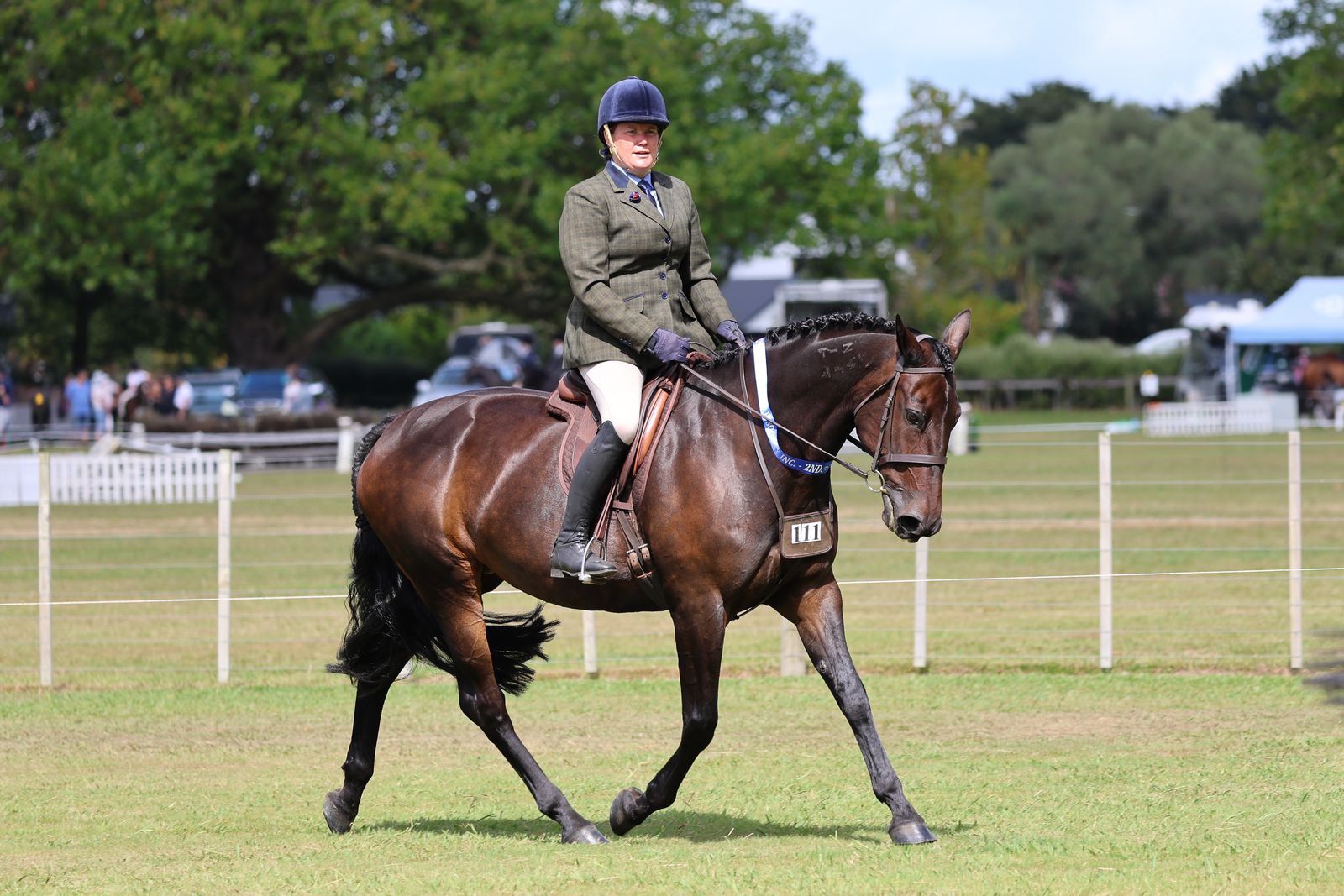 Standardbred showing