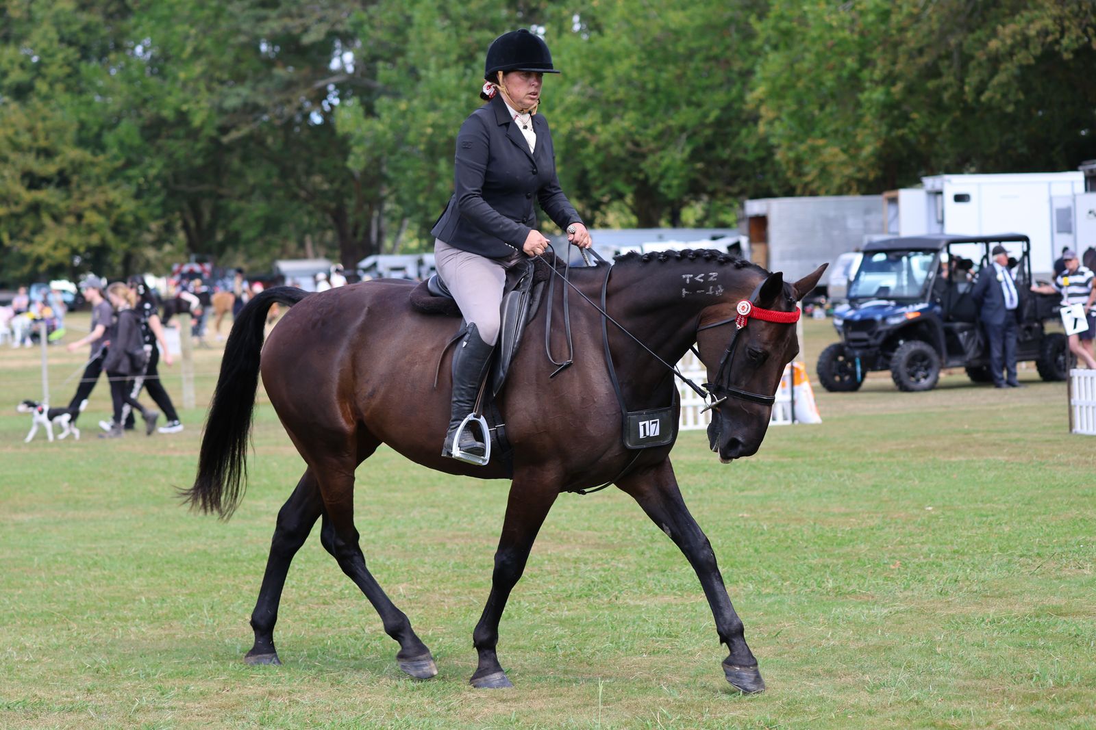 Standardbred showing