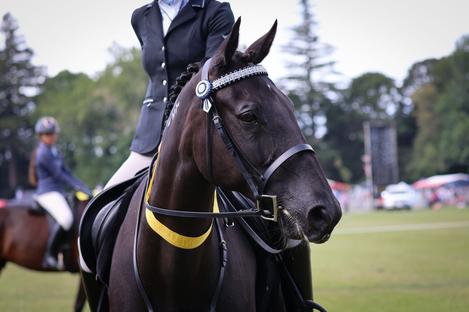 Standardbred showing