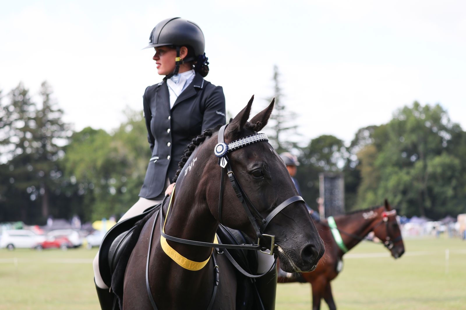 Standardbred showing