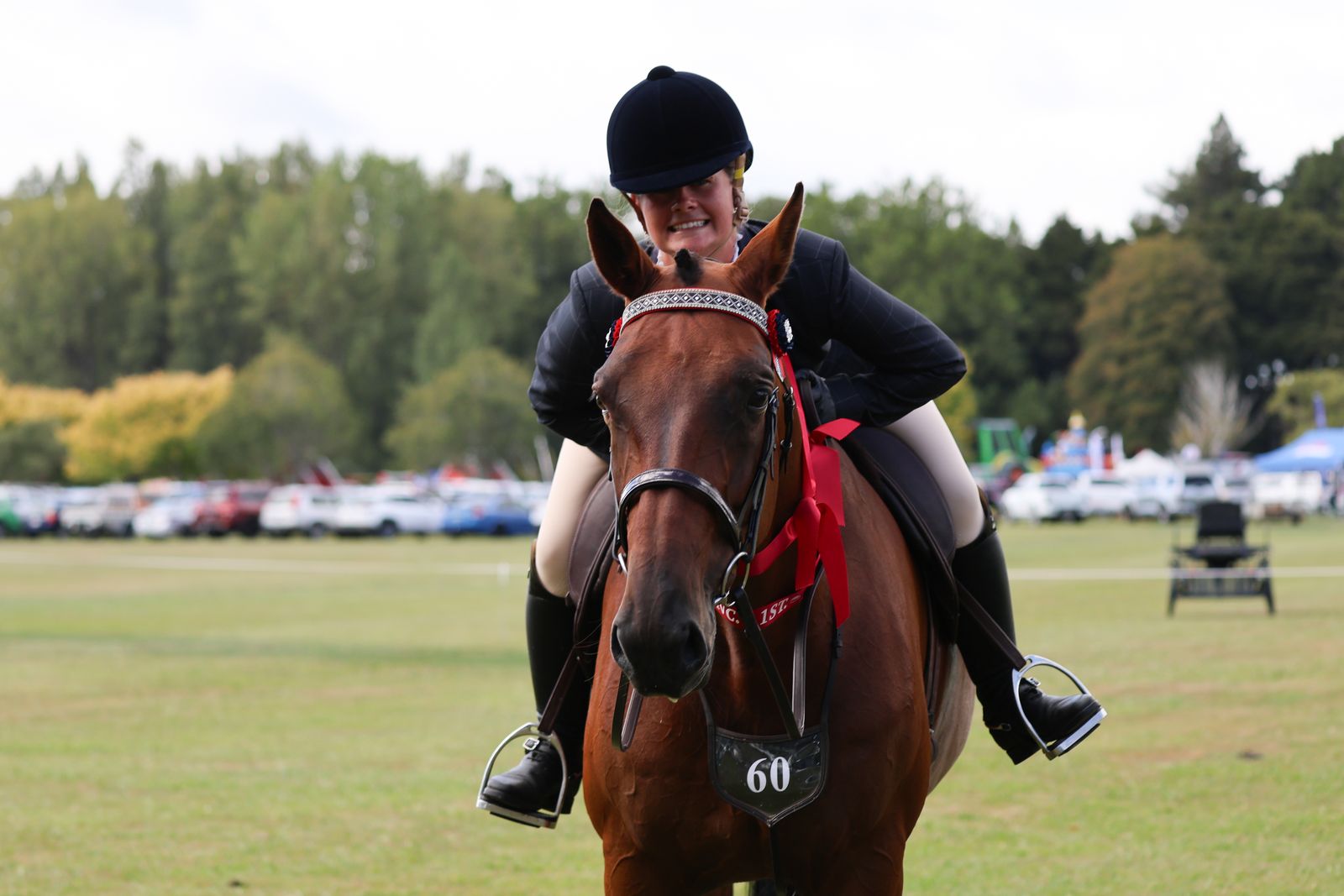 Standardbred showing