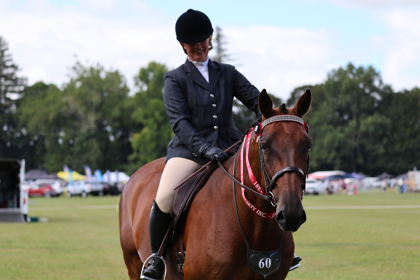 Standardbred showing