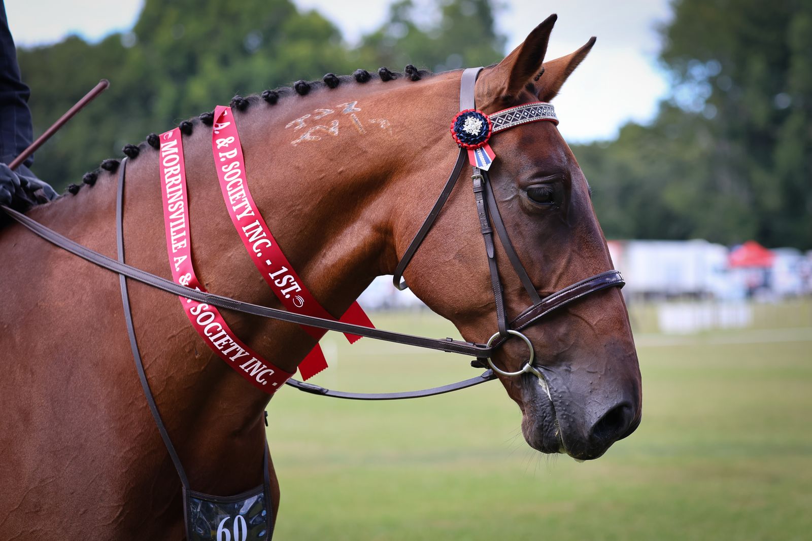 Standardbred showing