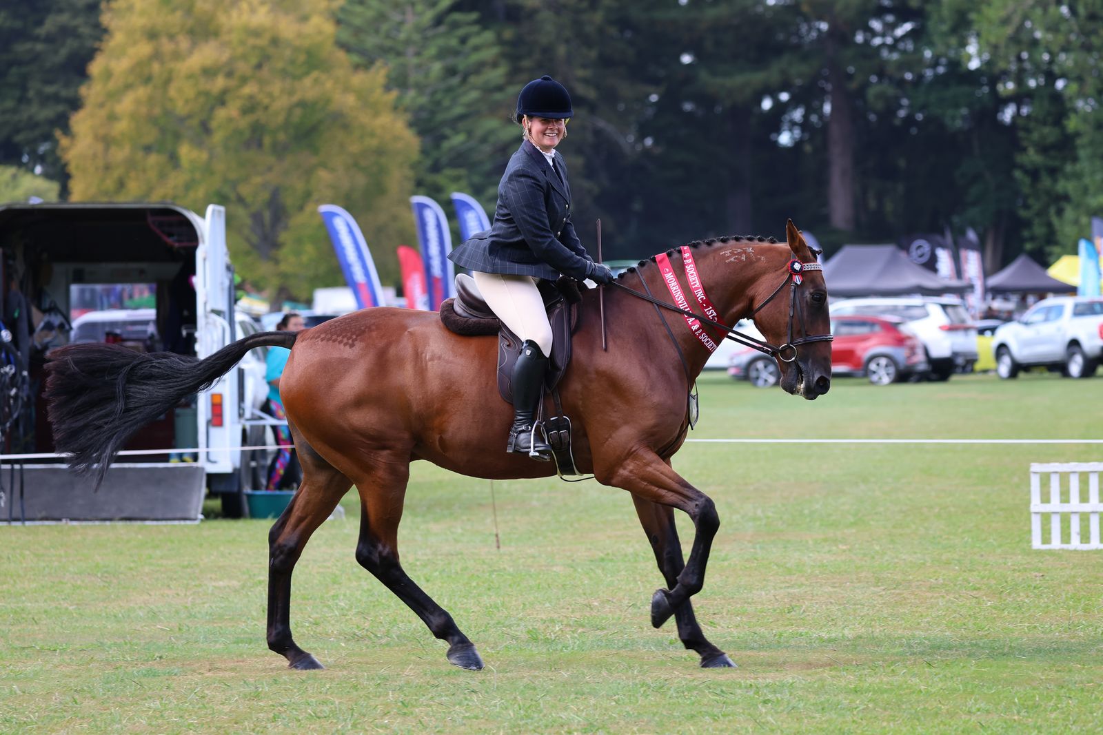 Standardbred showing