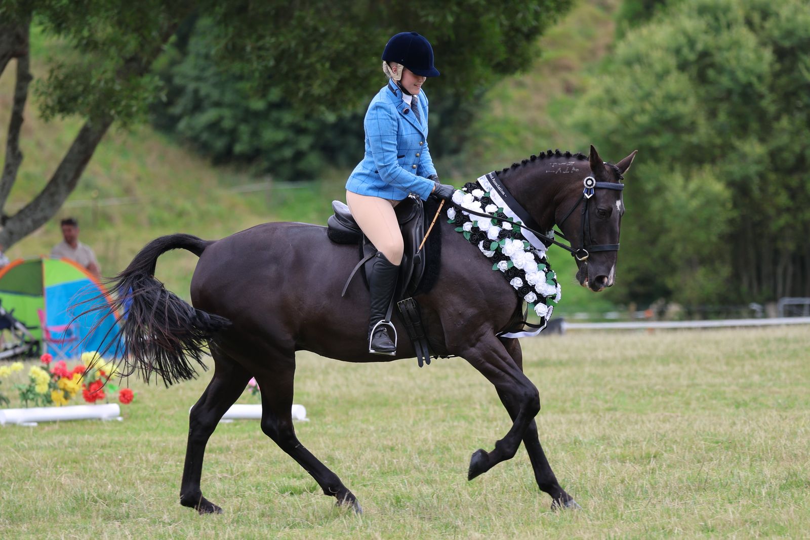 Standardbred showing