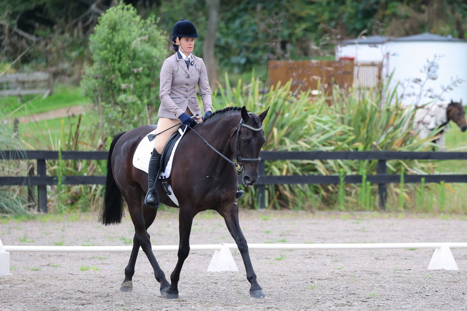 Standardbred showing