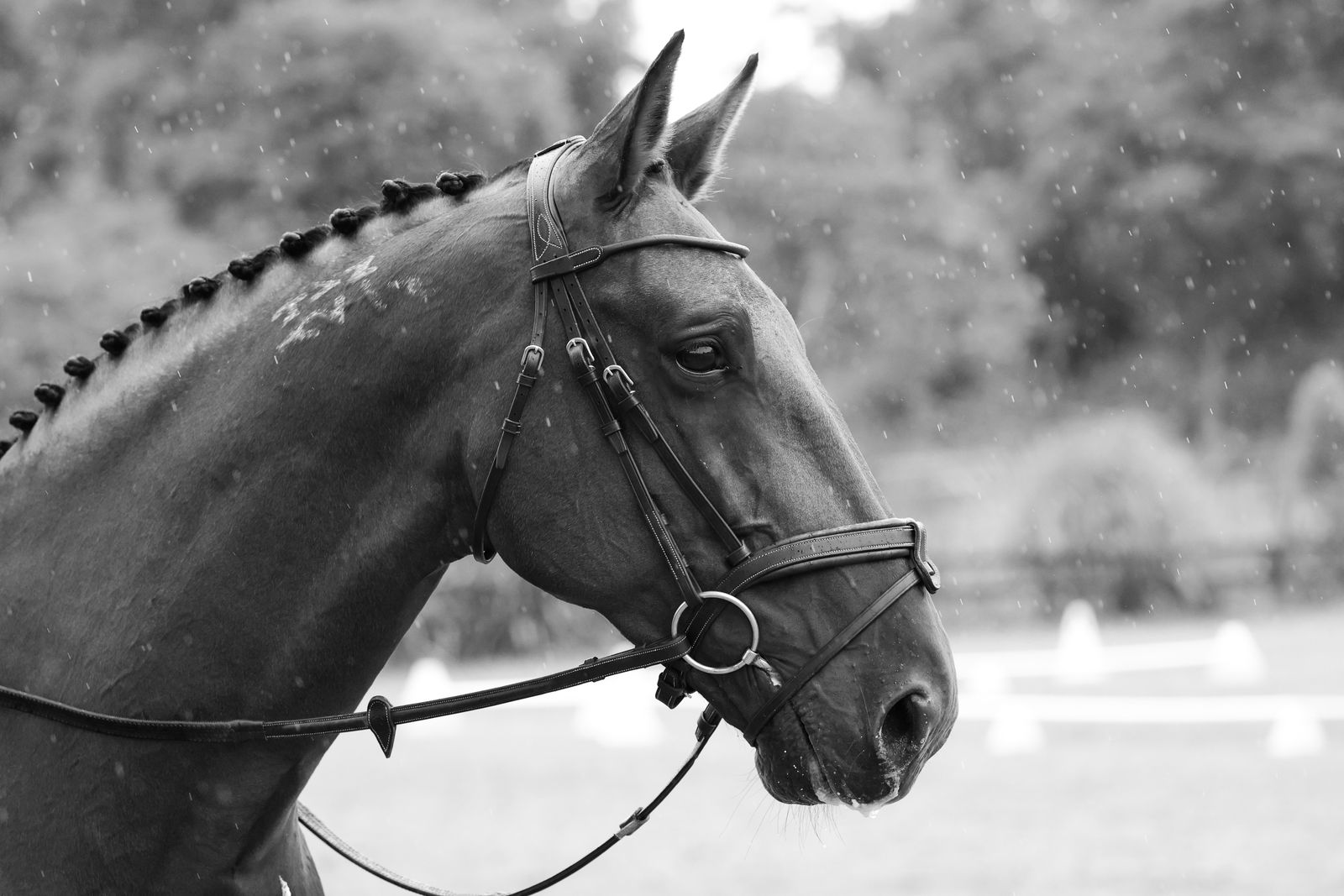 Standardbred showing