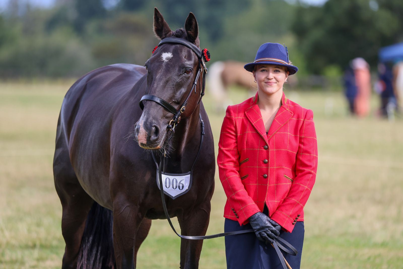 Standardbred showing