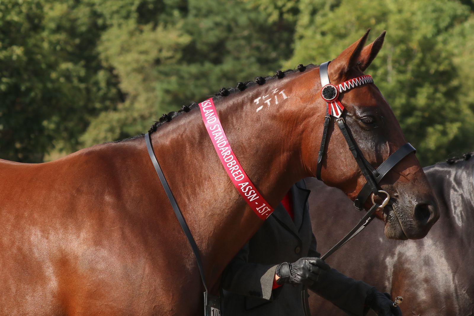 Standardbred showing