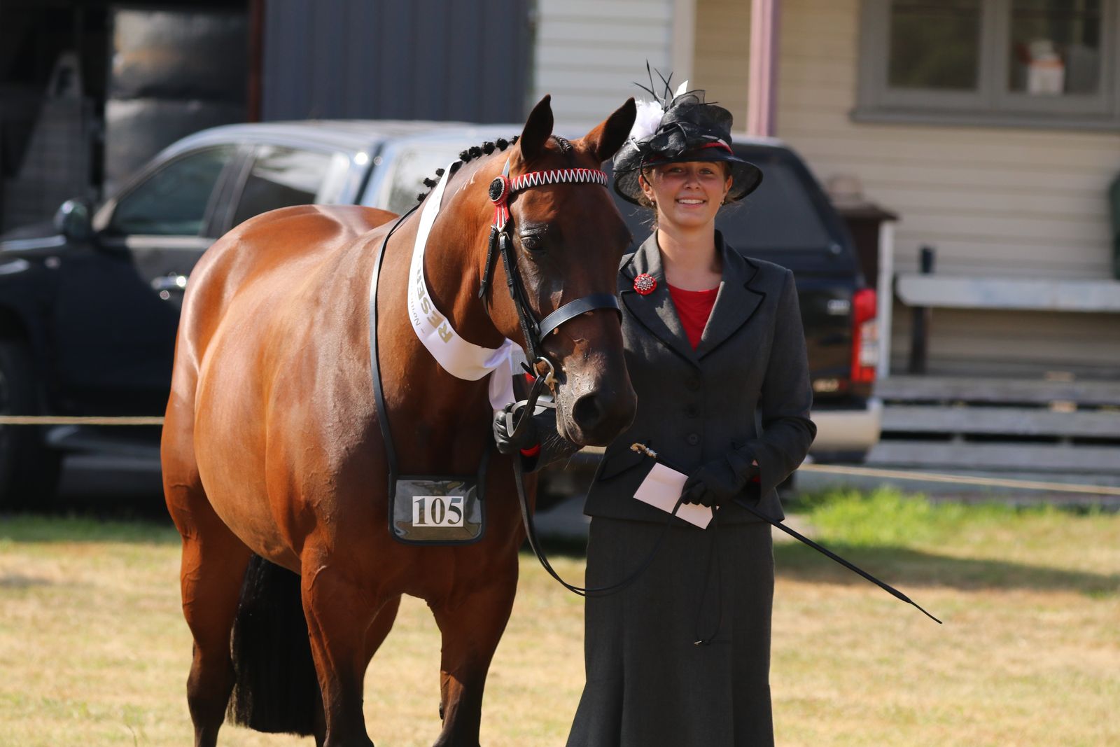 Standardbred showing